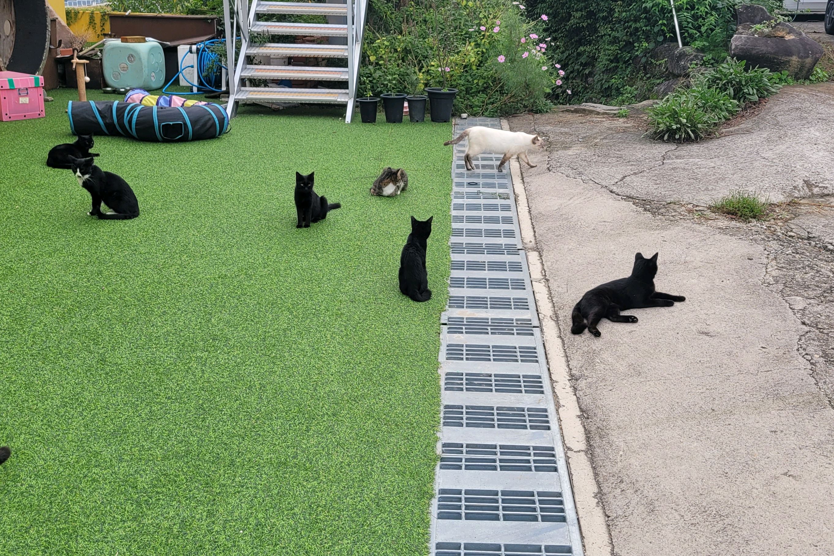 금촌103의 야외 공간과 고양이