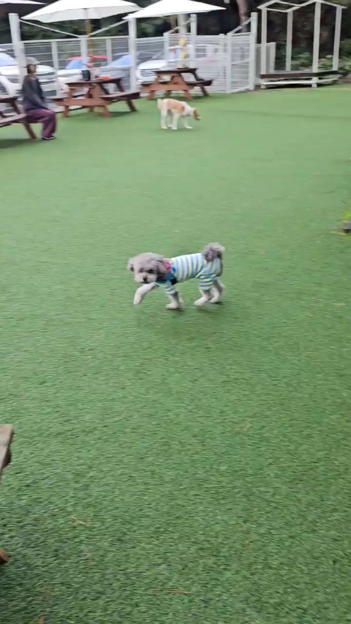 나나도그 (Nanadog) 6