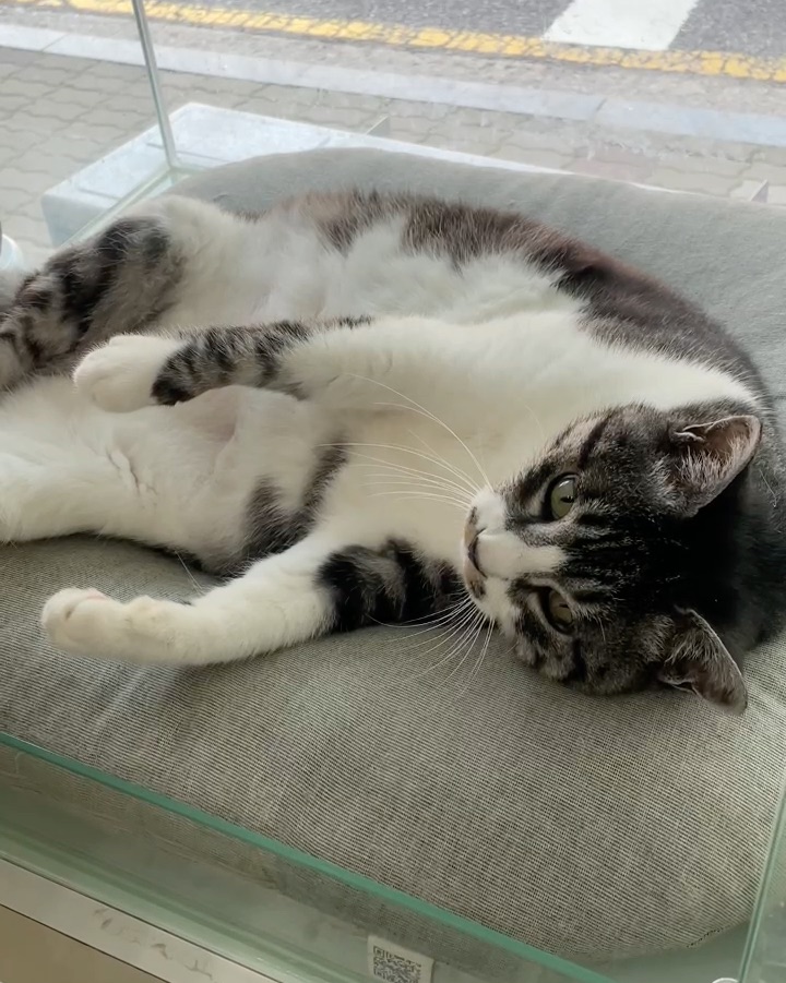동백동물병원 사진 2
