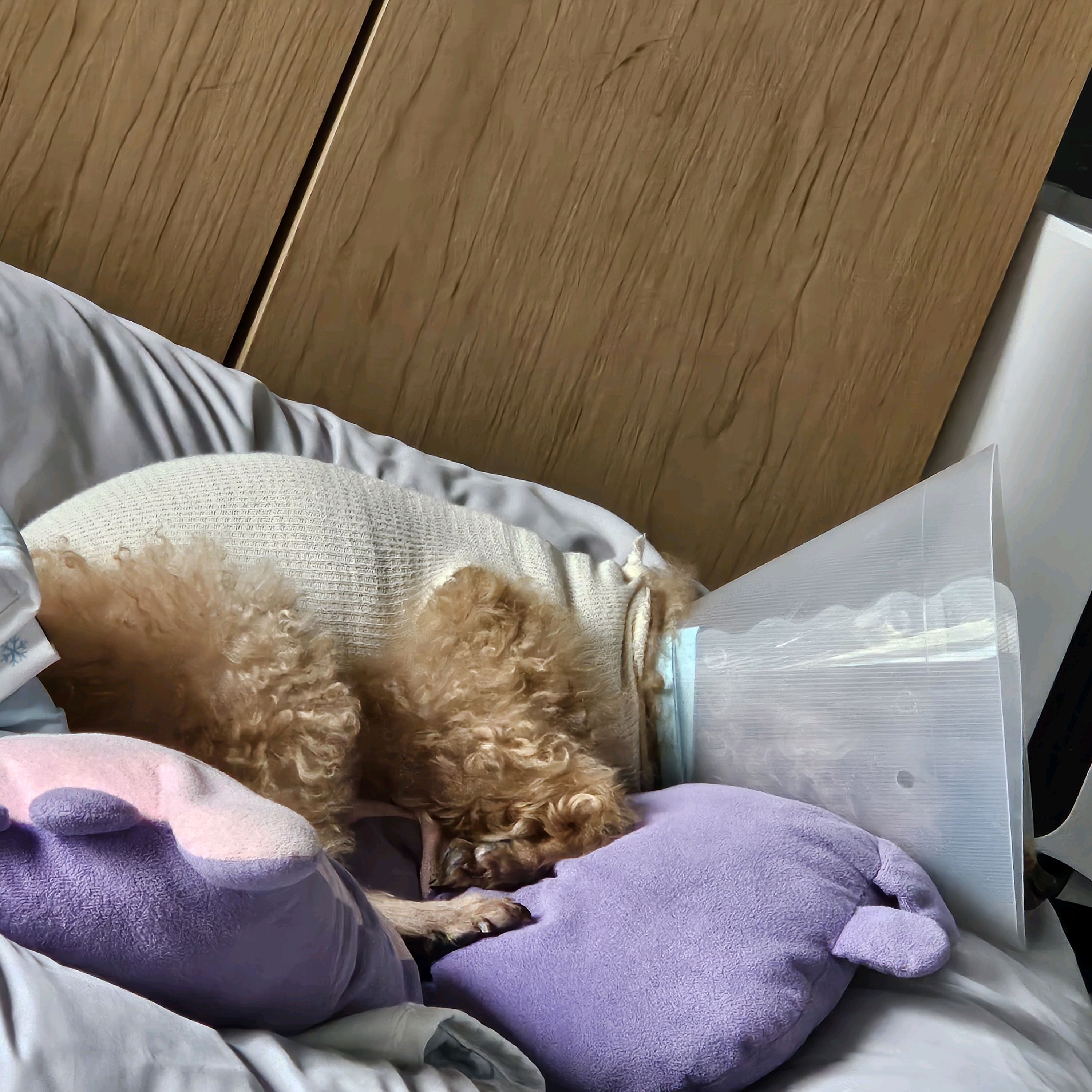 나루동물병원 사진 2