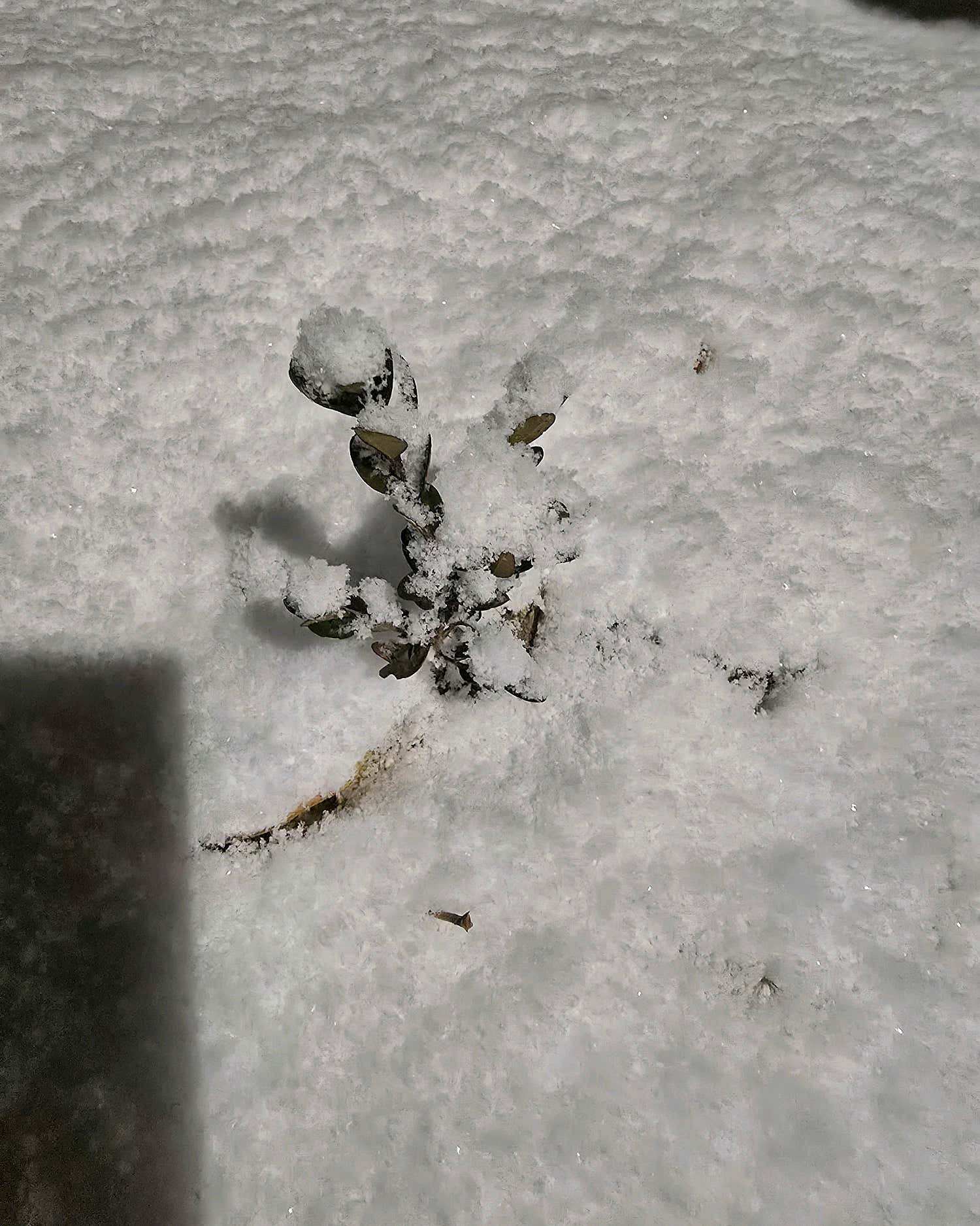 황제타이 (시흥배곧) 매장 사진 6