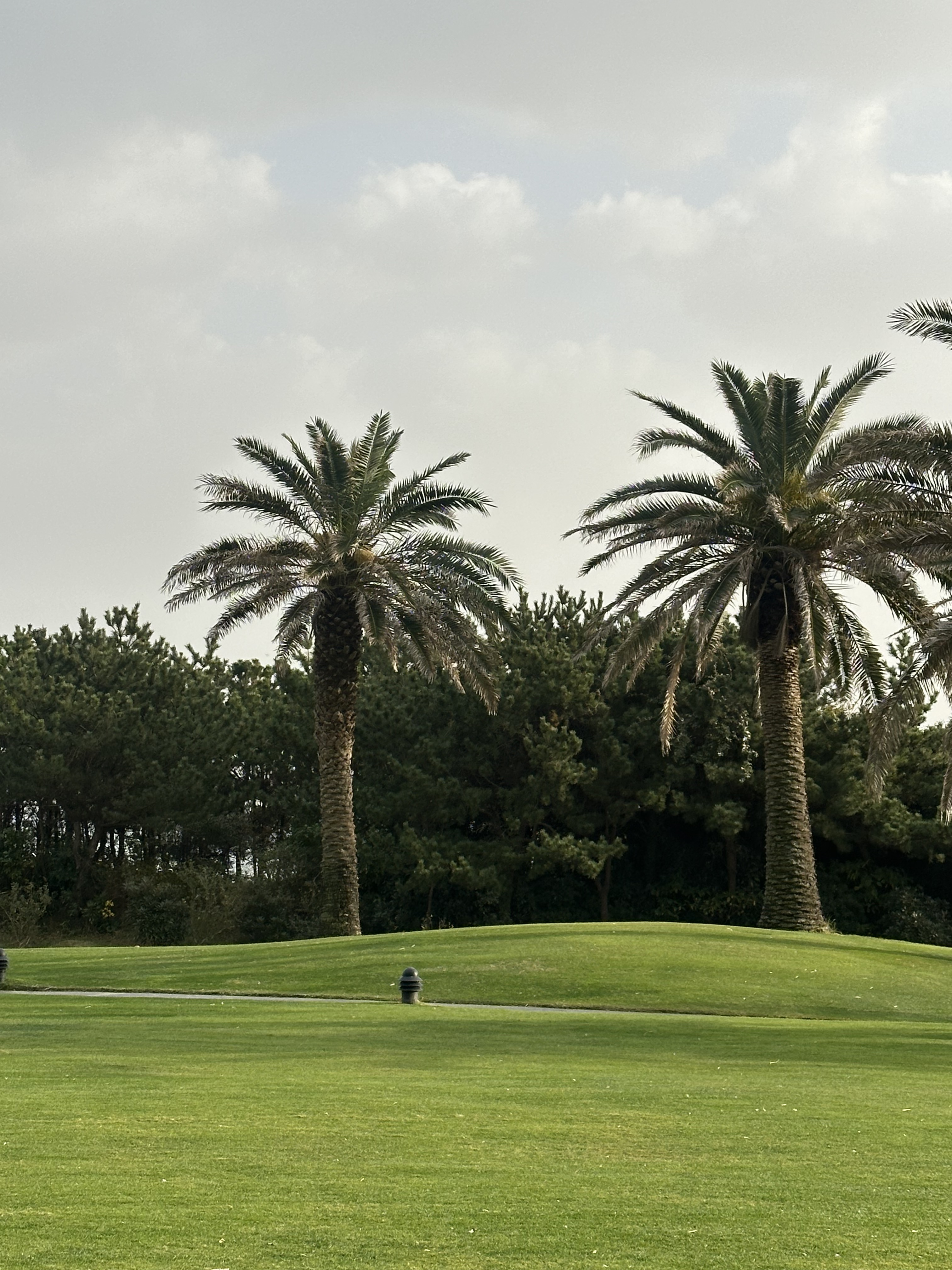 야자수와 푸른 잔디가 있는 풍경