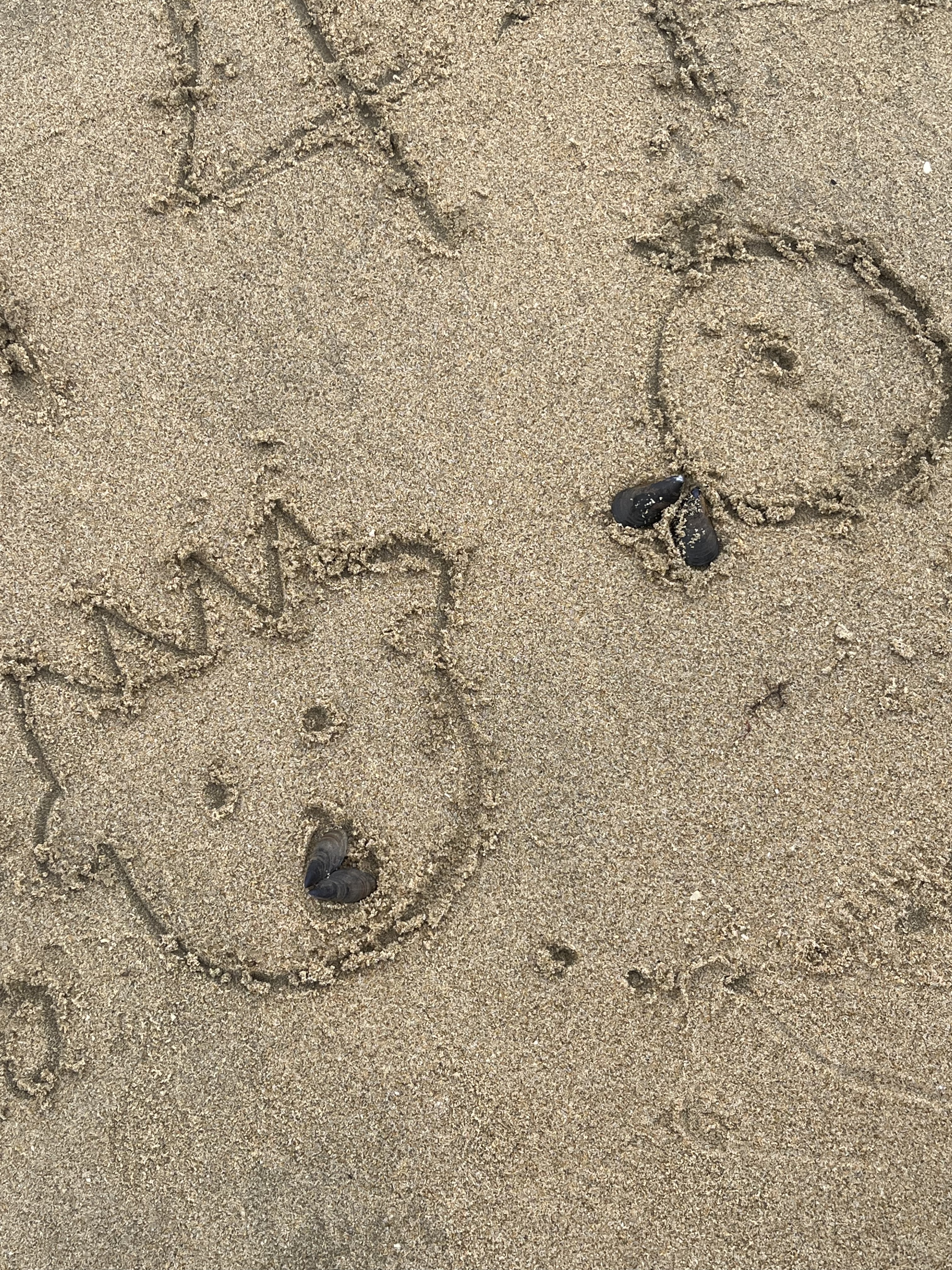 숯불 위에서 익어가는 두툼한 한우 스테이크