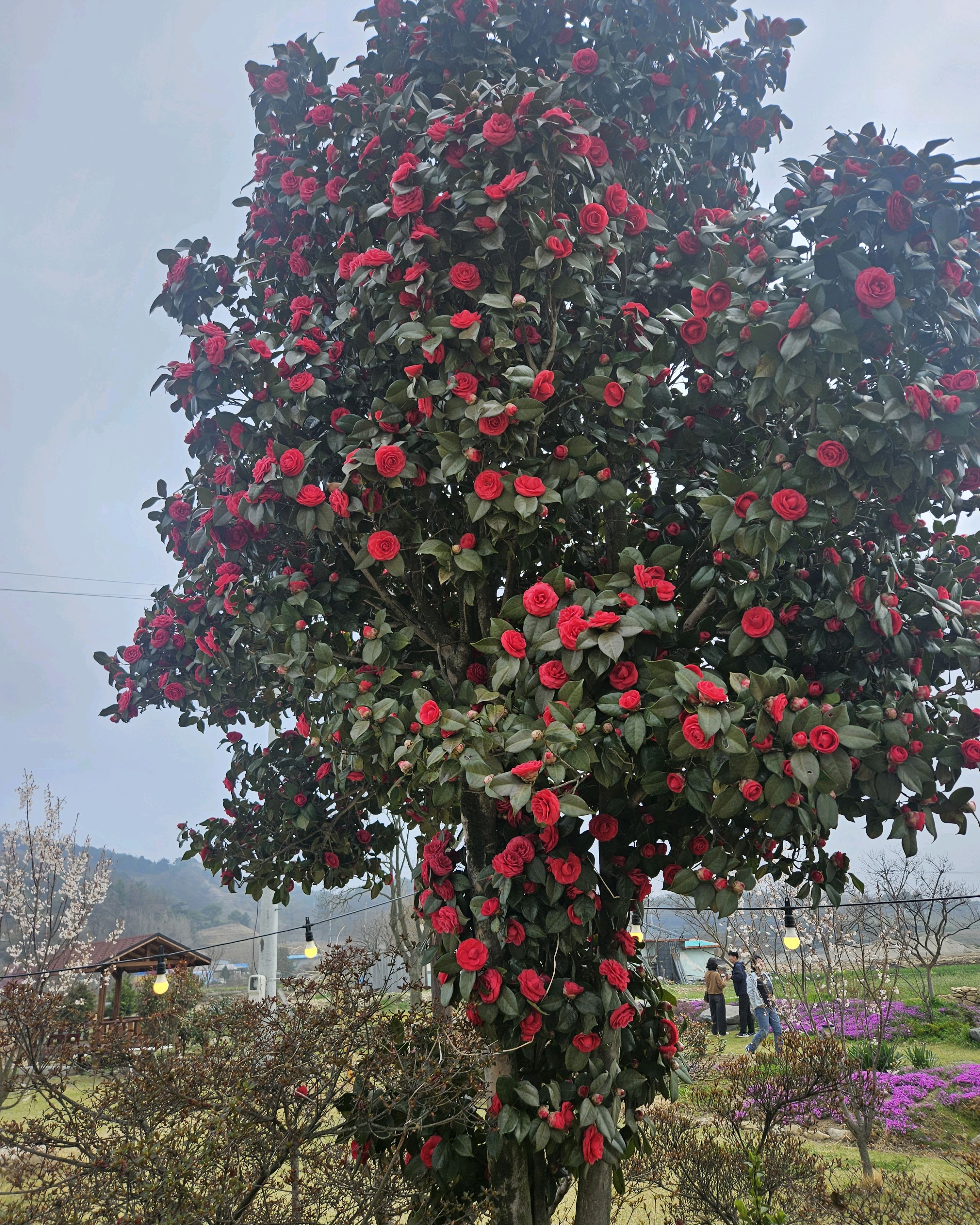 정원의 동백꽃나무