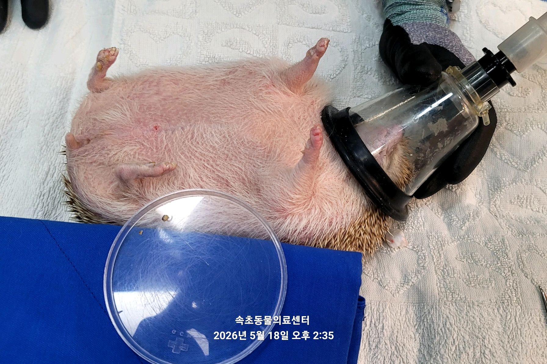 속초동물의료센터 (Sokcho Dongmul Uiryo Center) 9