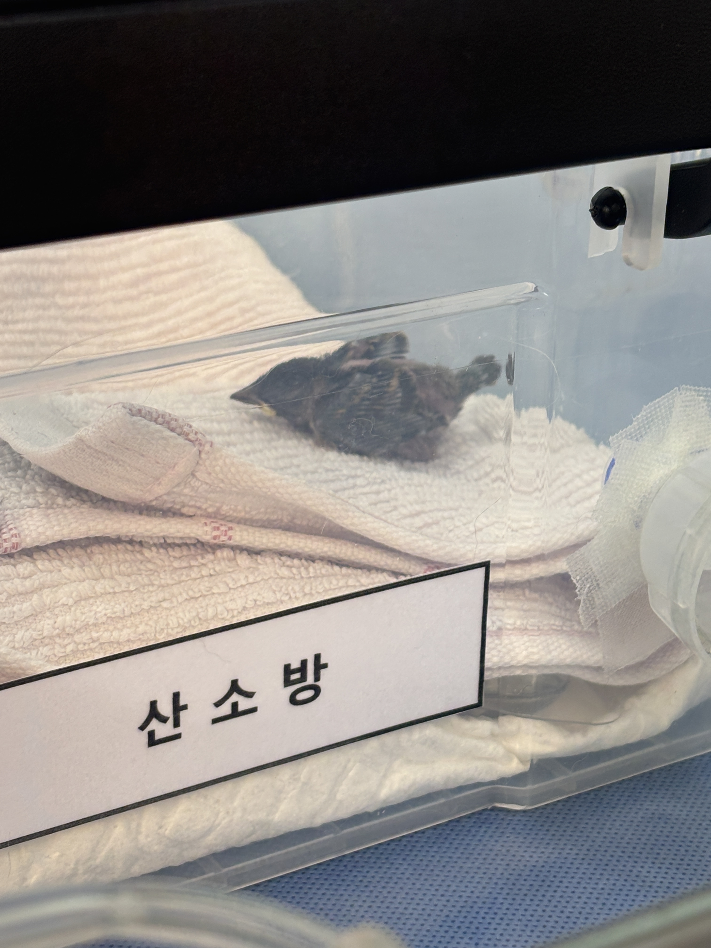 속초동물의료센터 (Sokcho Dongmul Uiryo Center) 8