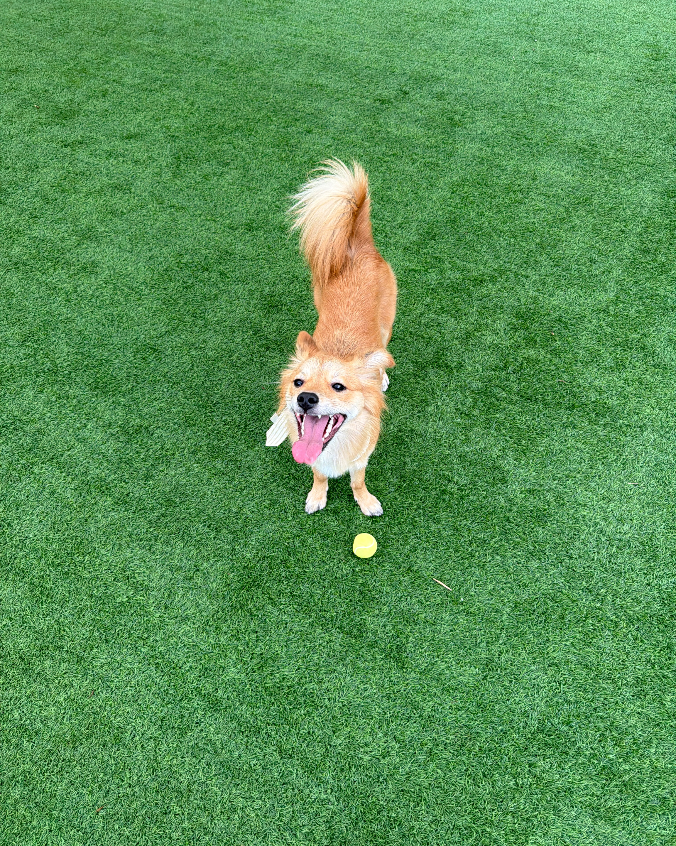 견우재 [펫푸드레스토랑, 반려견 운동장] (Gyeonujae [pet Food Restaurant Pet Dog Undongjang]), photo 8