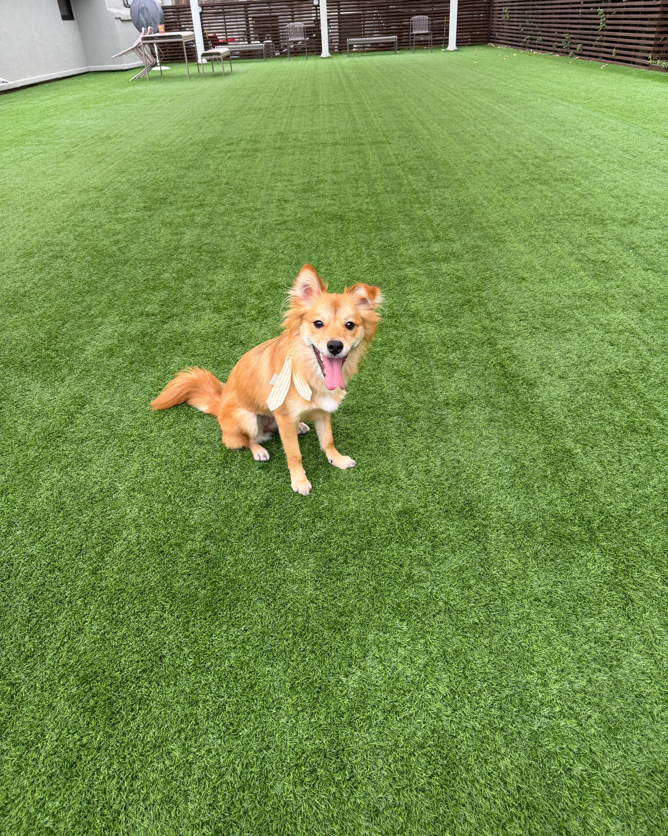 견우재 [펫푸드레스토랑, 반려견 운동장] (Gyeonujae [pet Food Restaurant Pet Dog Undongjang]), photo 7