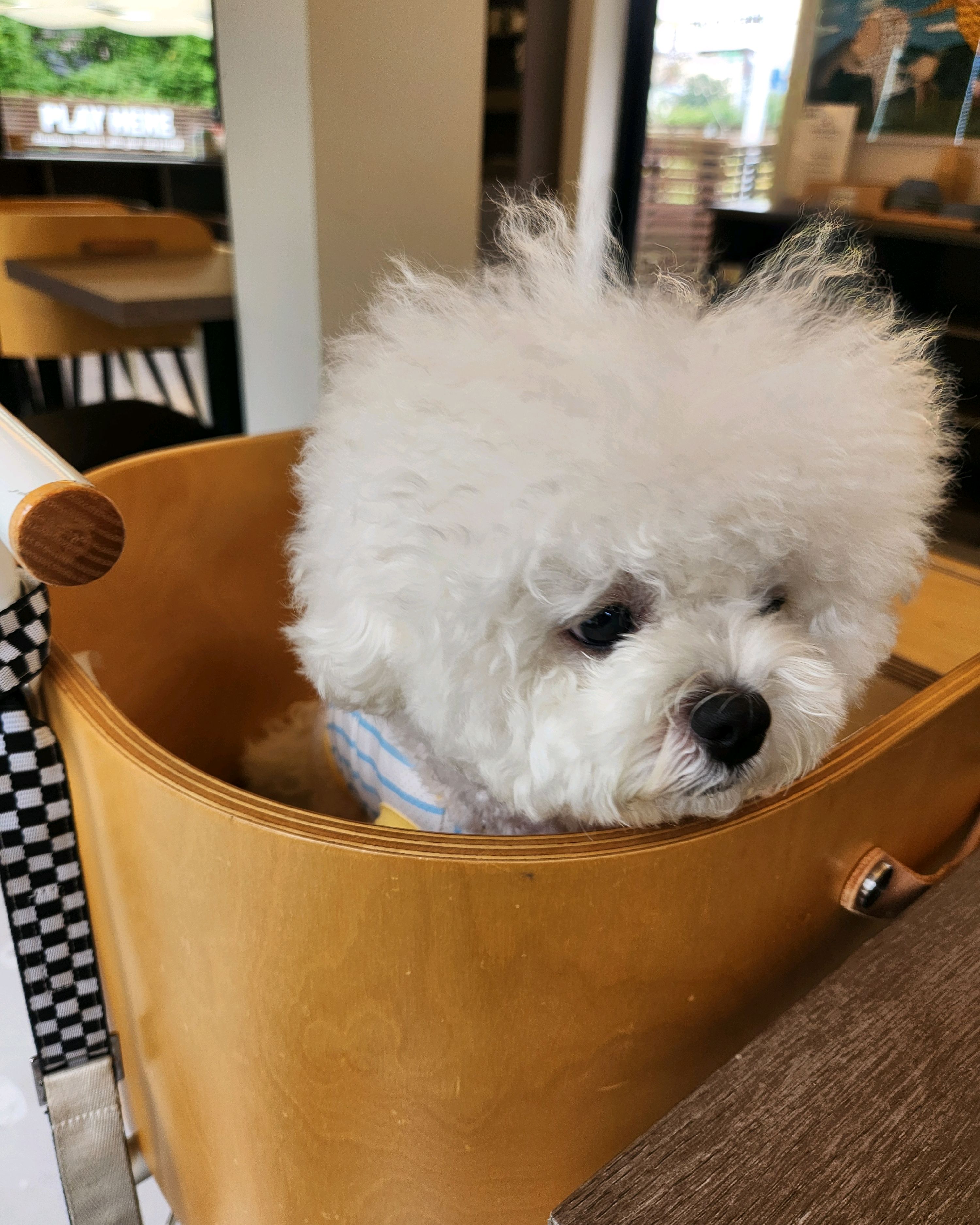 견우재 [펫푸드레스토랑, 반려견 운동장] (Gyeonujae [pet Food Restaurant Pet Dog Undongjang]), photo 6