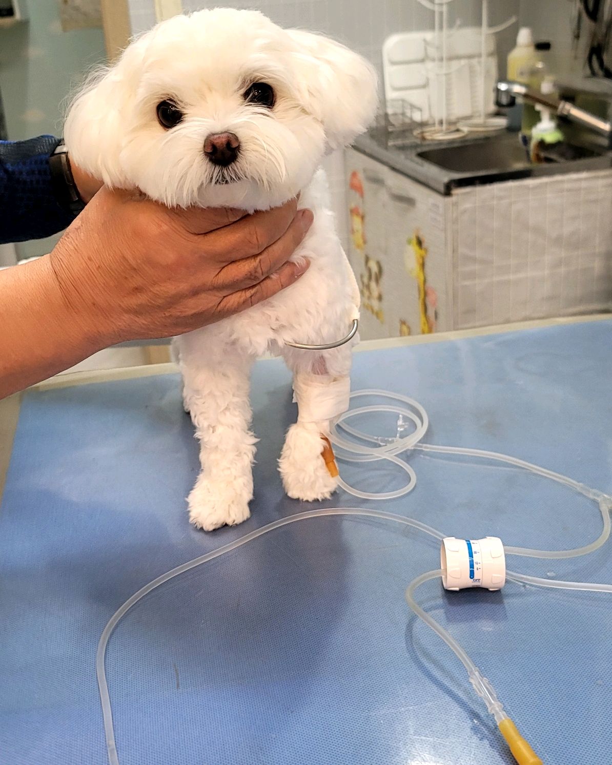 속초동물의료센터 7