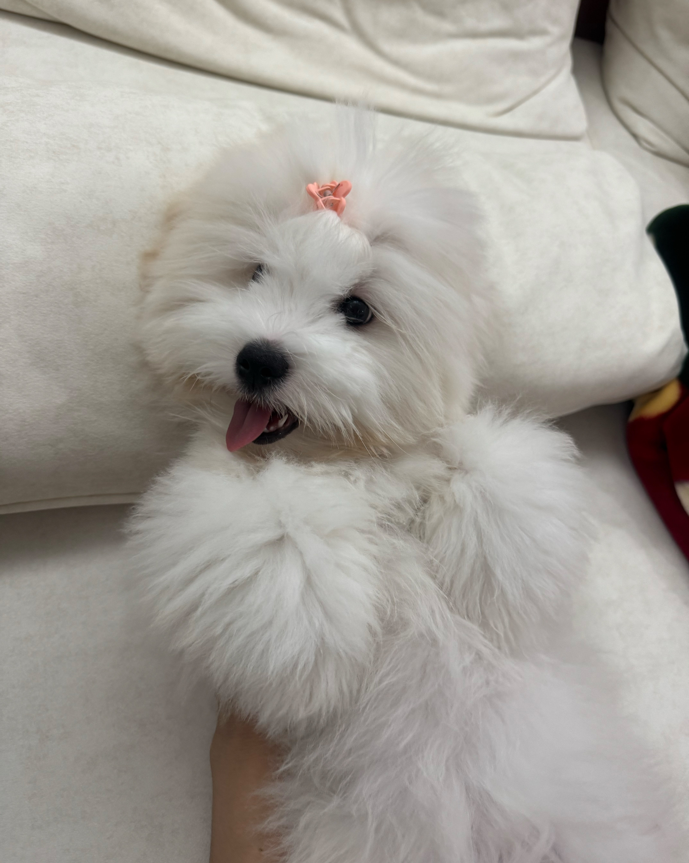 통일로 동물병원 사진 2