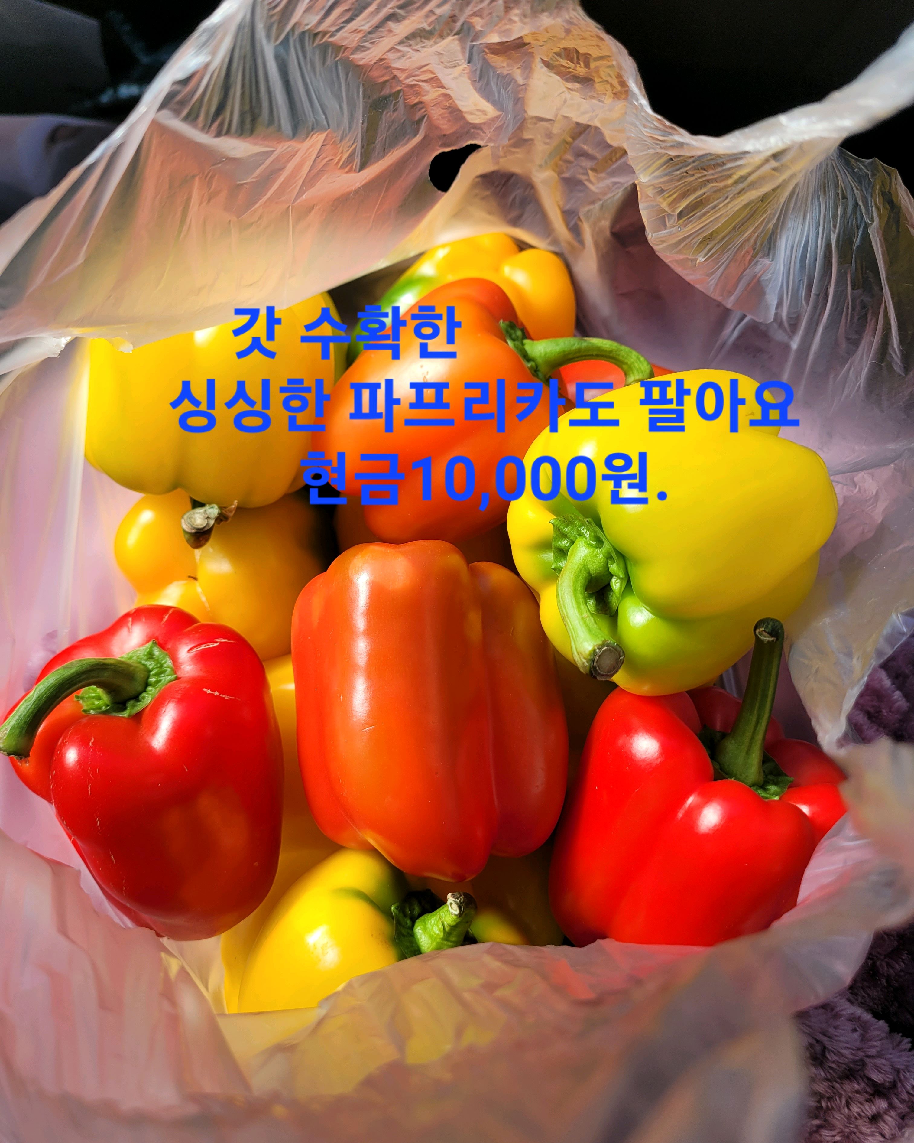 파프리카 판매 모습