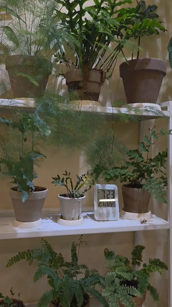 선반에 놓인 아기자기한 식물들과 소품들