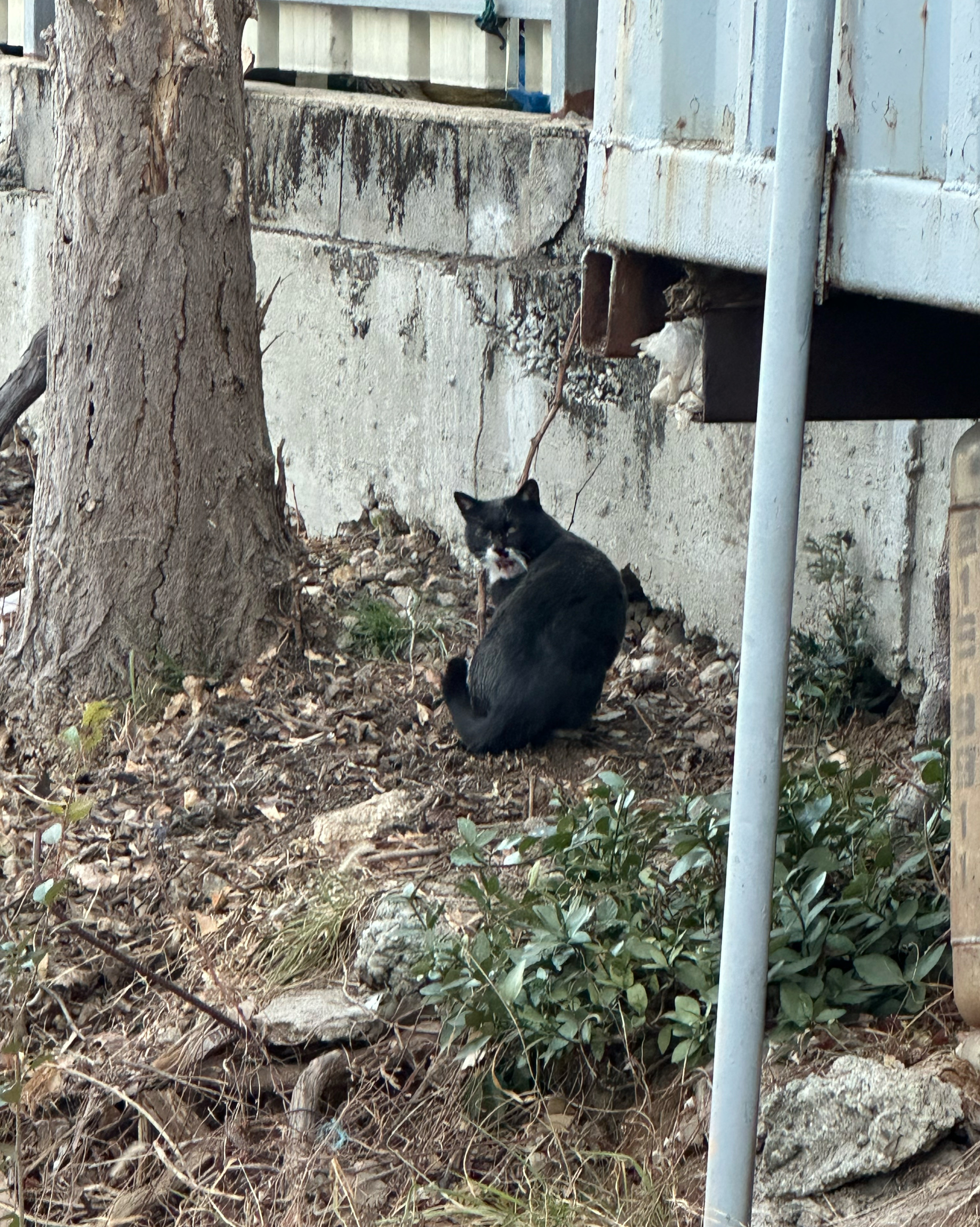 치즈가 녹아내리는 햄버거