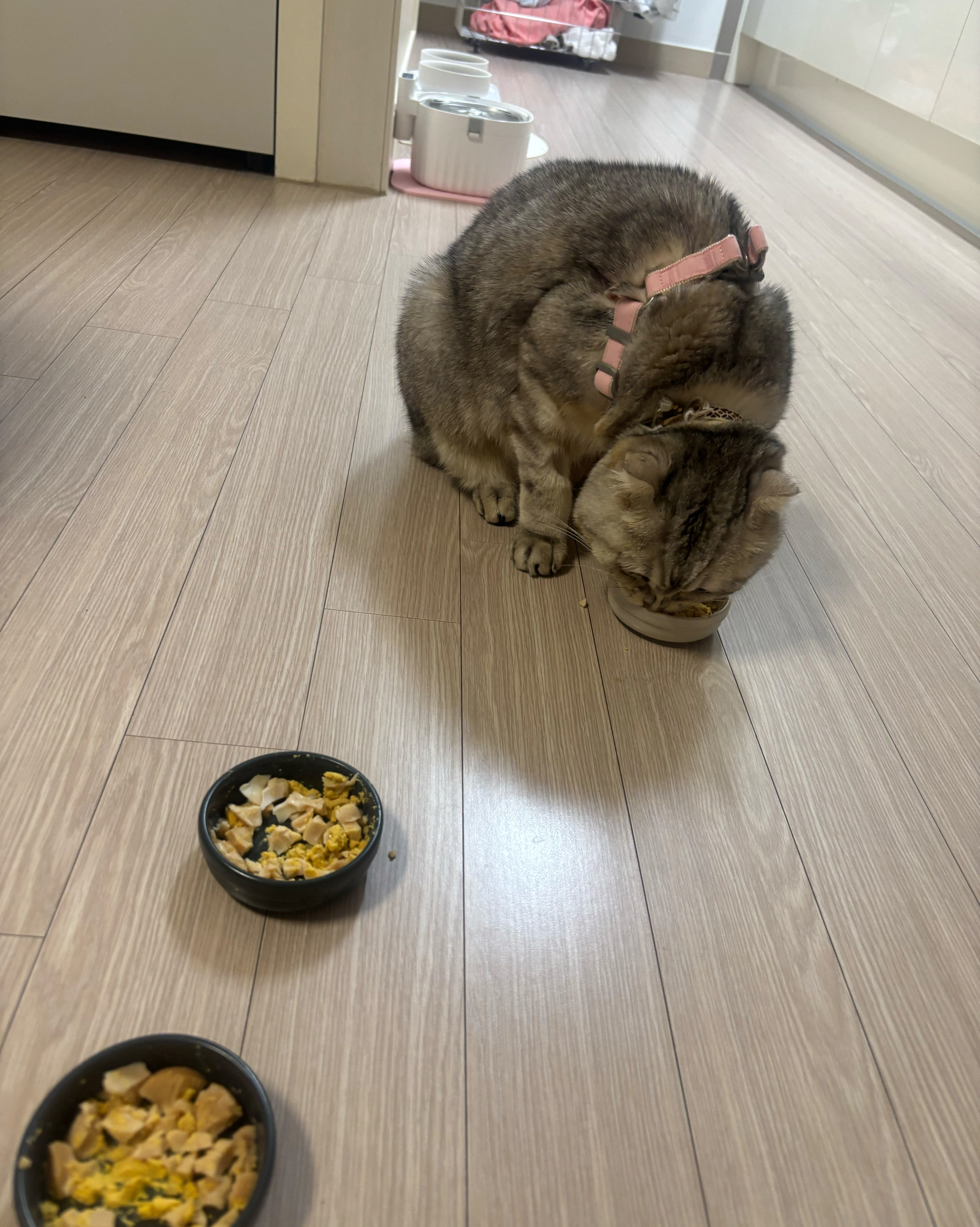온아동물의료센터 사진 2