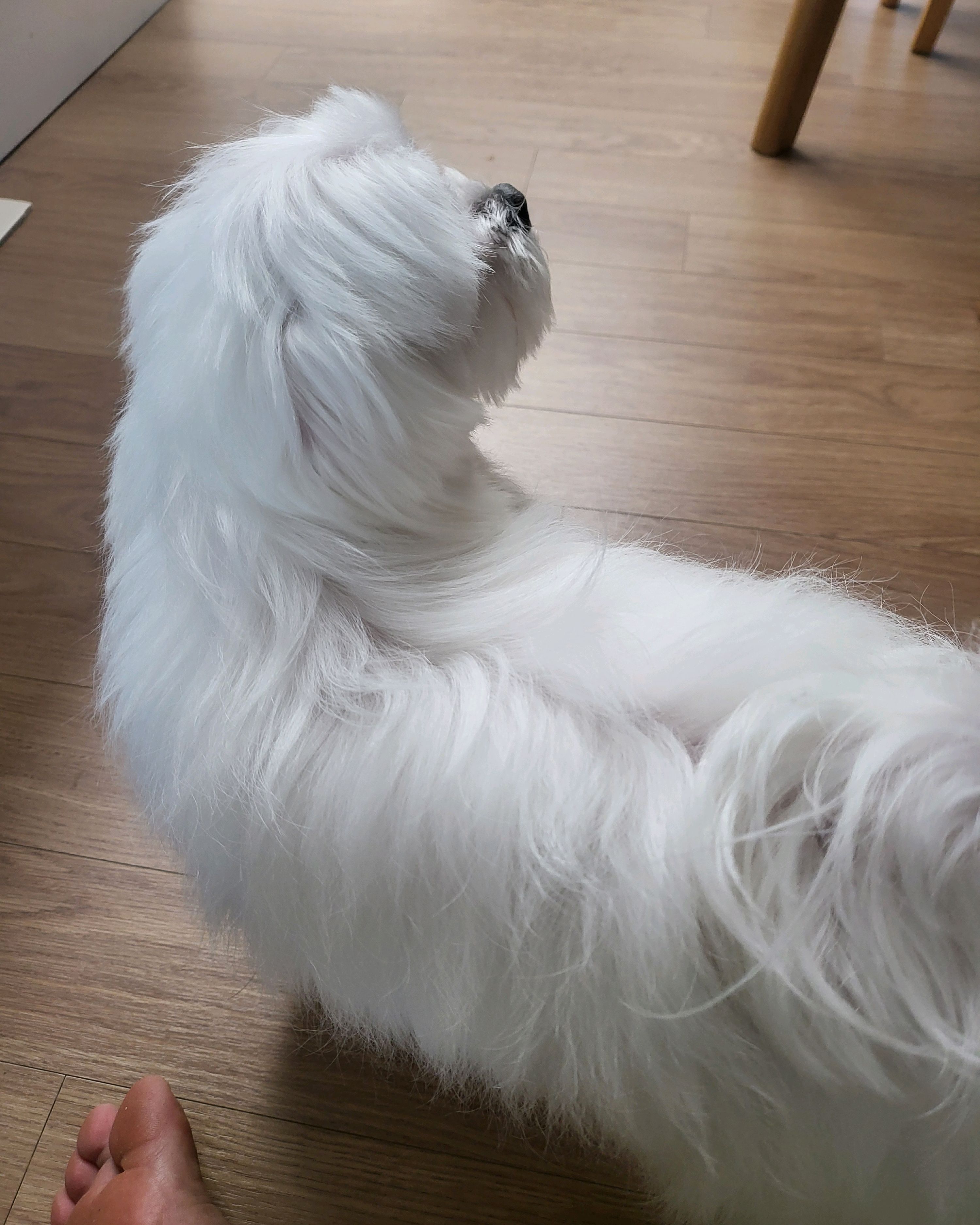 아이랑 동물병원 사진 4