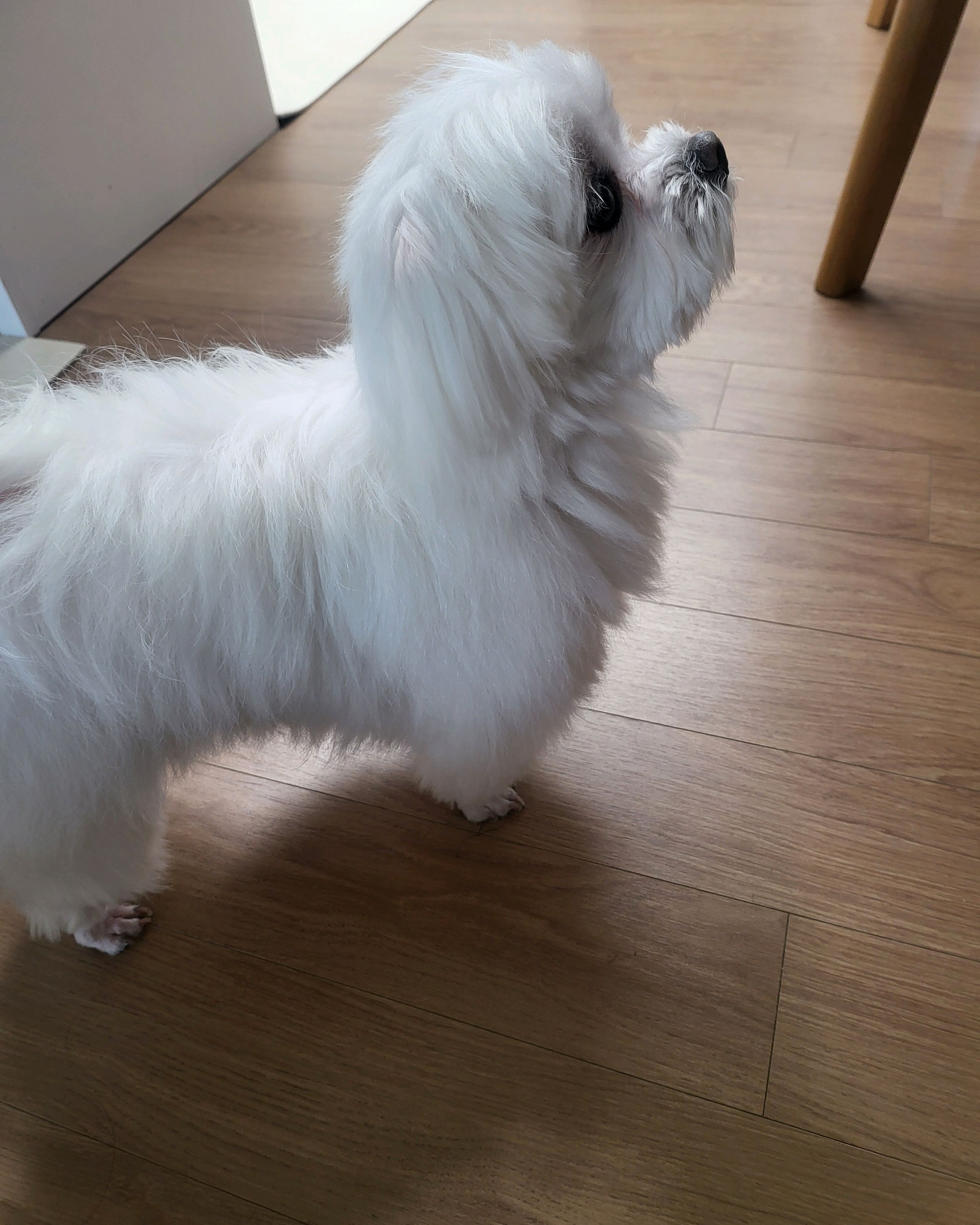 아이랑 동물병원 사진 5