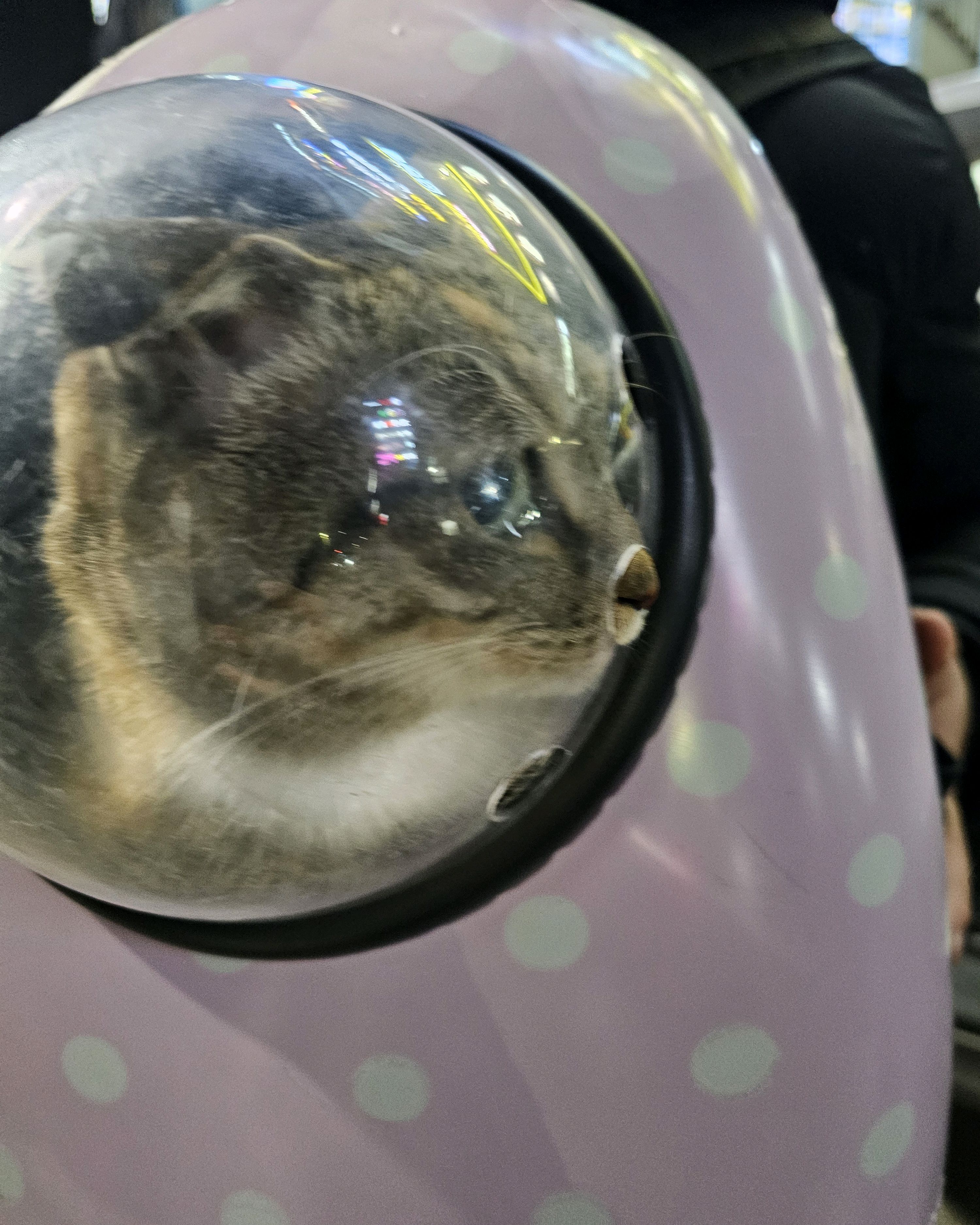 24시 이오동물병원 사진 5