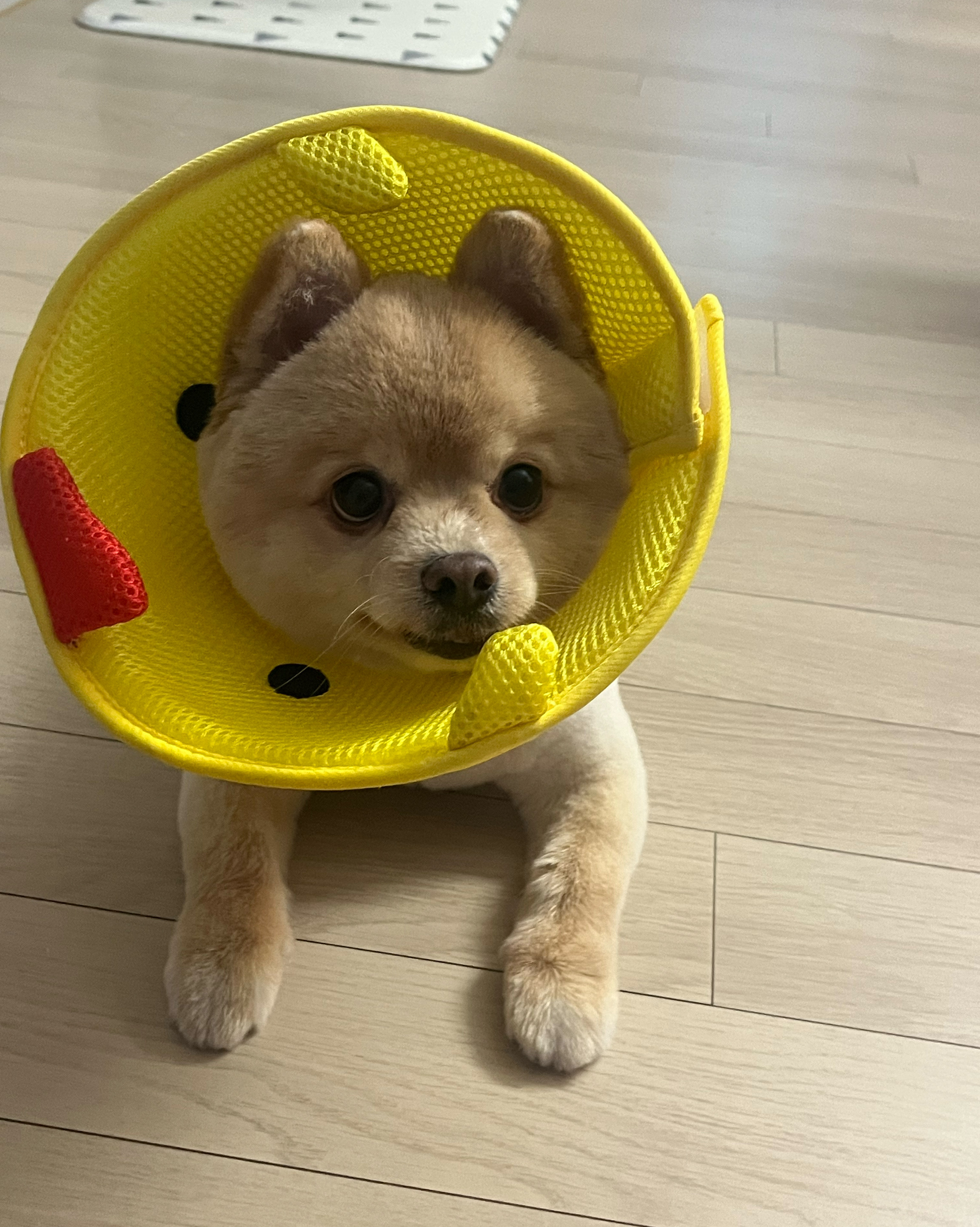 한걸음 동물병원 사진 3