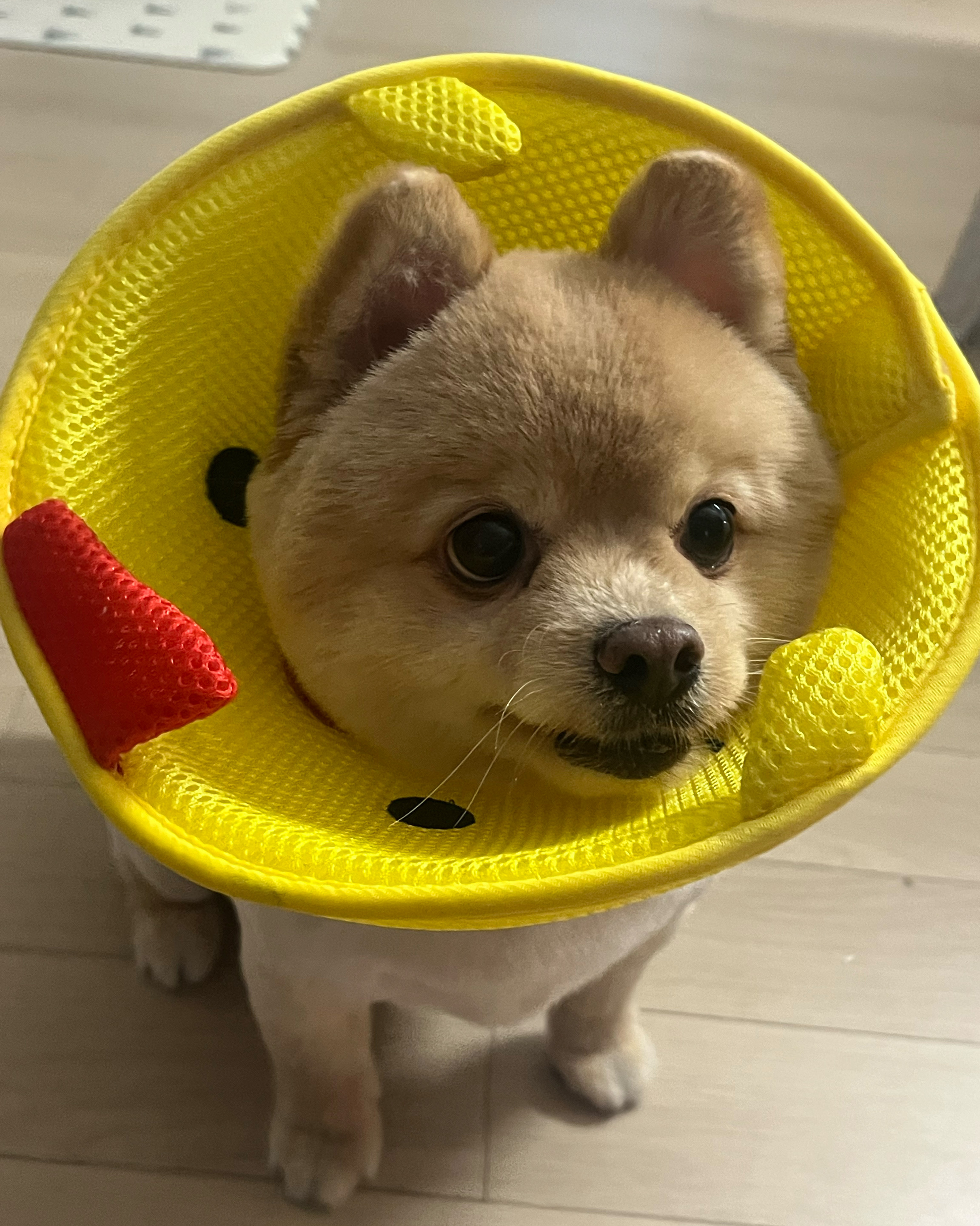 한걸음 동물병원 사진 4