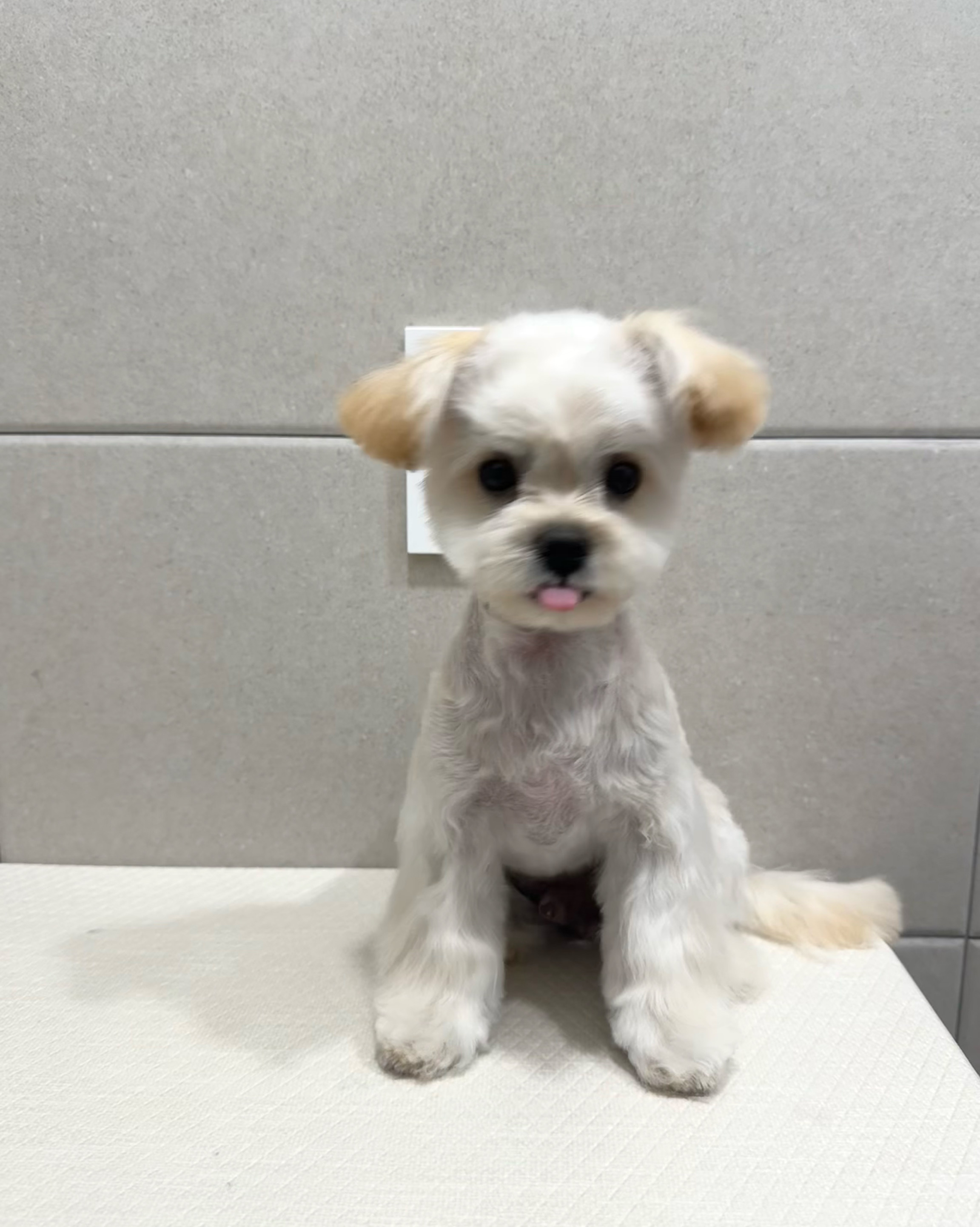 한걸음 동물병원 사진 5