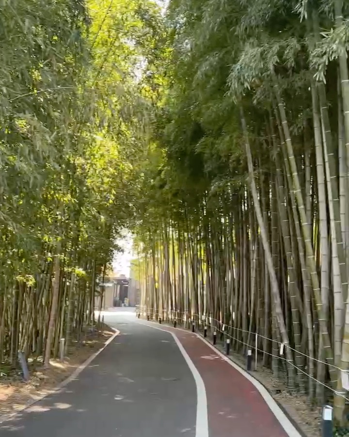 대나무 숲 사이로 난 길
