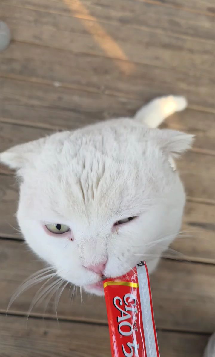 새로운 간식을 기다리는 고양이